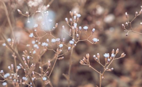 Close-up of flower tree