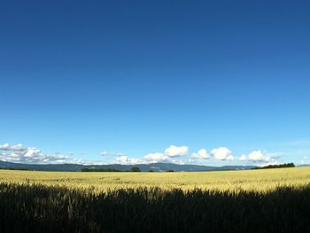 Scenic view of field against clear sky