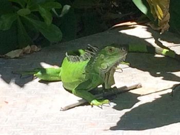 Close-up of lizard on leaf