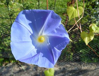 Close-up of blue flower blooming outdoors