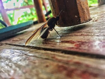 Surface level of insect on footpath