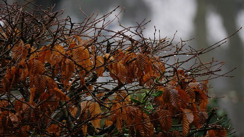 Close-up of dead tree against sky