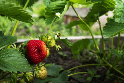 Strawberries in a garden bed, with a fence made from used pallets.