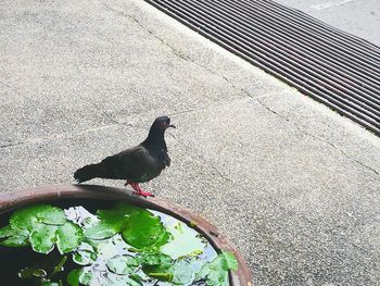 High angle view of bird perching on water