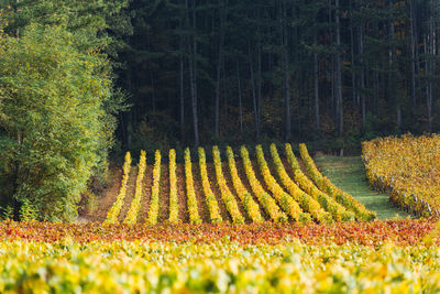 Scenic view of field by trees