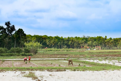 View of a sheep on landscape