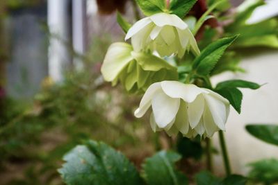 Close-up of white flowering plant