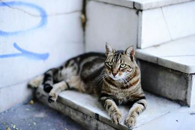 Portrait of cat lying on wall