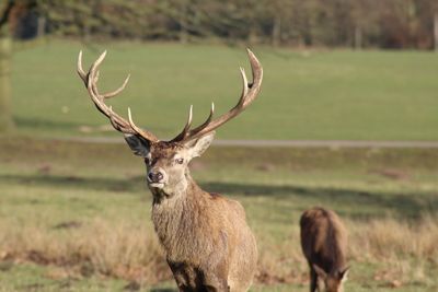 Deer standing on field