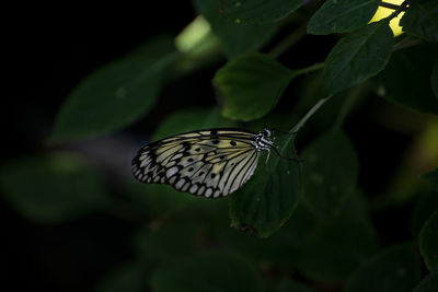 Close-up of butterfly on leaf