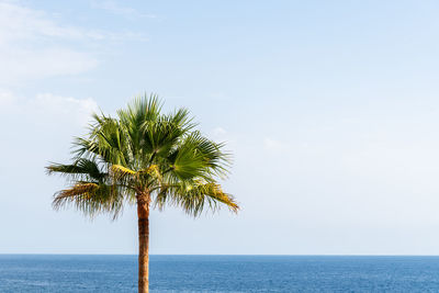 Palm tree by sea against sky