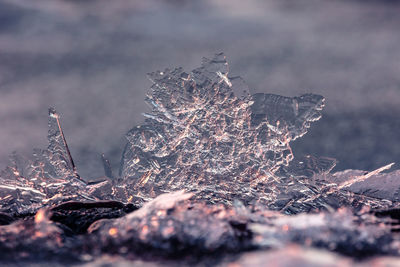 Gilded winter. translucent ice awakens in golden sunrise in northern europe