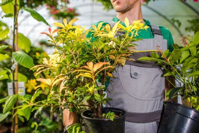 Midsection of man holding potted plants in greenhouse