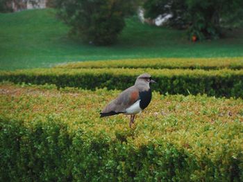 Bird perching on a field