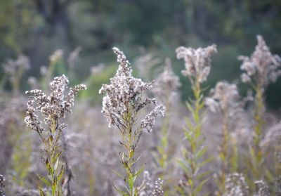 Close-up of flowering plant during winter