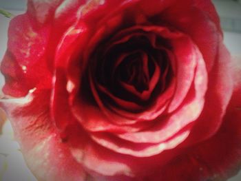 Close-up of red rose