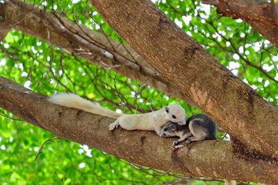 Low angle view of cat sleeping on tree