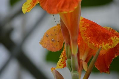 Close-up of yellow flowers