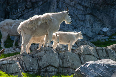Sheep in a rock