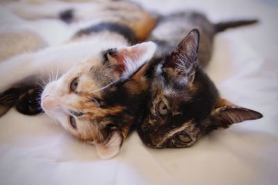 Cat lying on bed at home