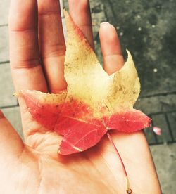 Close-up of hand holding fruit