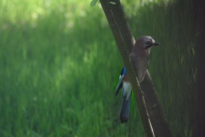 Close-up of bird perching on a tree