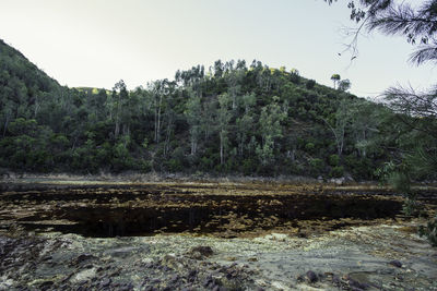 Scenic view of river by trees against clear sky