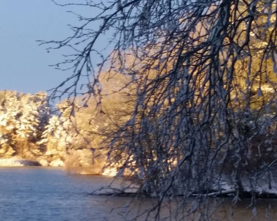 VIEW OF TREES BY RIVER