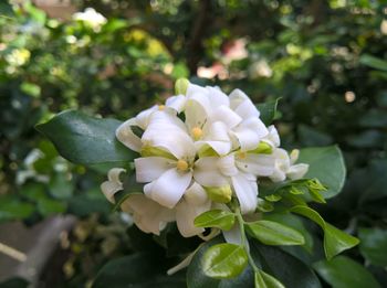 Close-up of flower blooming outdoors