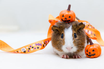 Close-up portrait of guinea pig with jack o lantern toys on white background