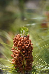 Close-up of fresh plant in field