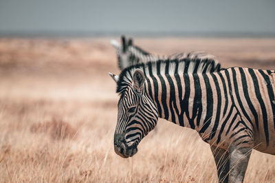 Zebra standing on field