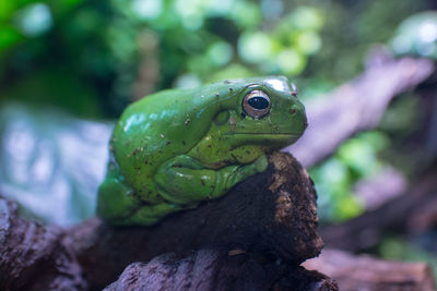 Close-up of frog on rock