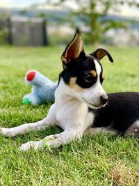 Dog sitting on grassy field