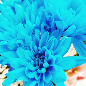 Close-up of blue flower