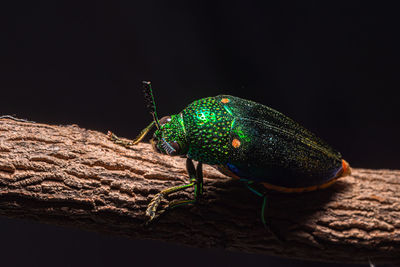 Close-up of insect on wood