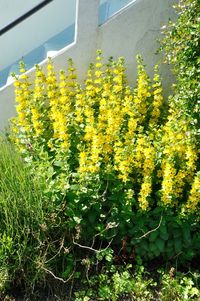 Yellow flowering plants on field