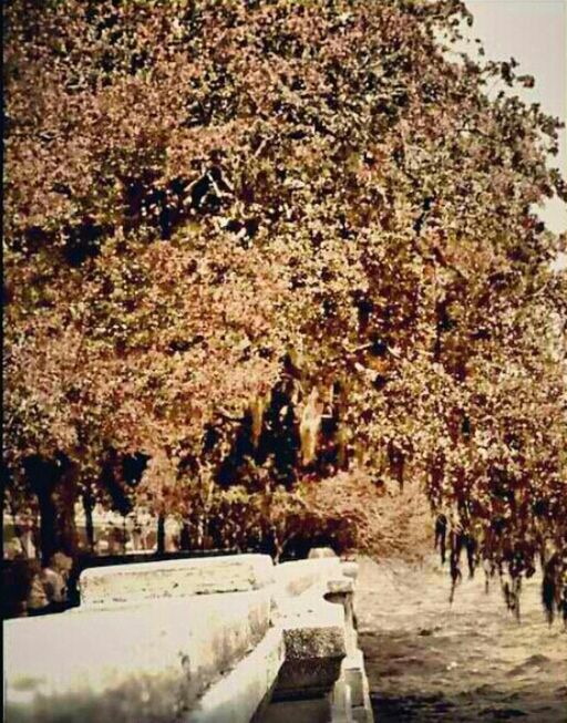 tree, growth, nature, branch, tranquility, season, beauty in nature, autumn, day, park - man made space, outdoors, leaf, tranquil scene, flower, tree trunk, no people, change, sunlight, scenics, transportation