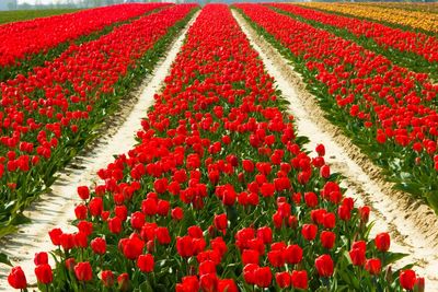 Red tulips on field