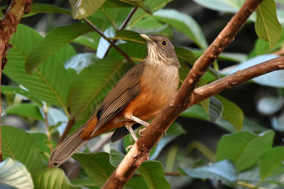 Close-up of a bird perching on branch