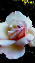 Close-up of pink rose blooming outdoors