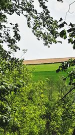 Low angle view of trees against sky