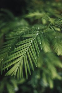 Close-up of wet green leaves on pine tree