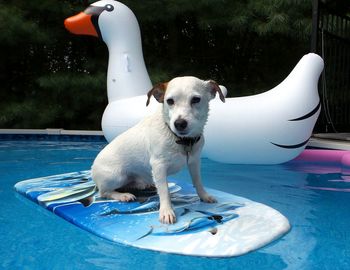 Dog on swimming pool