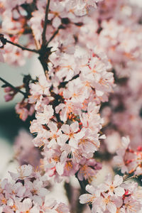 Close-up of cherry blossoms in spring