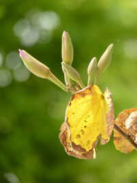 Close-up of yellow leaves on plant