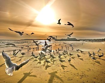 Seagulls flying over beach against sky during sunset