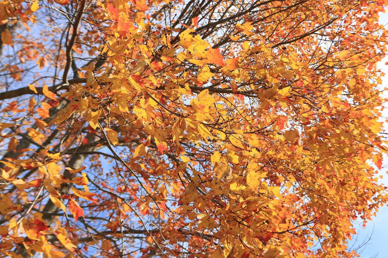 LOW ANGLE VIEW OF MAPLE TREE AGAINST SKY