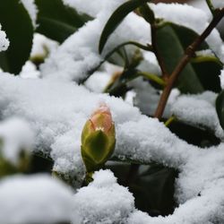 Close-up of snow on plant during winter