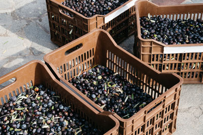 Freshly harvested olives in crates